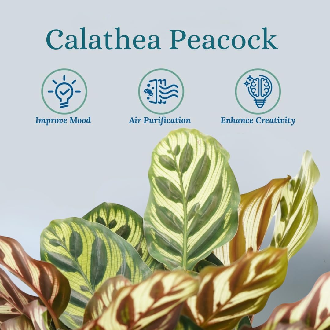 Calathea Peacock Live Plant - Air Purifier and Home Decor | Colorful Indoor Plants Live Houseplant | Calathea Makoyana | Live Plants, Air-Purifying Indoor Houseplant