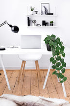Fake Ivy Plant with Pot Artificial Pothos Leaves Featuring a White Frosted Finish for Home Shelf Decor Indoor Silk Artificial Realistic Plant Large