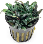 SubstrateSource Bucephalandra Red Blade Potted Live Aquarium Plant - Natural Freshwater Fish Tank Decorations, Aquatic Décor