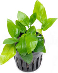 SubstrateSource Anubias Live Aquarium Plants - Potted Freshwater Plant for Fish Tanks, Terrariums - Beginner Friendly Low Light (Nana Golden, 3 Pots)