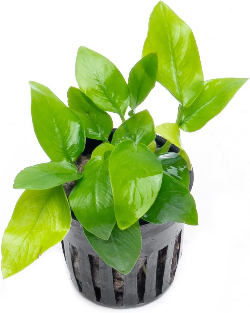 SubstrateSource Anubias Live Aquarium Plants - Potted Freshwater Plant for Fish Tanks, Terrariums - Beginner Friendly Low Light (Nana Golden, 5 Pots)