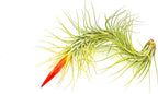 ragnaroc Air Plants - Tillandsia Funckiana Hybrid, Large 5-7" - 2ct - Live Arrival Guaranteed - House Plants for Home Decor & Gift