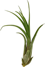 ragnaroc Live Air Plant – Tillandsia Capiput, Jumbo 6-9” - 2 ct - Live Arrival Guaranteed - House Plants for Home Decor & Gift