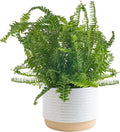 Costa Farms Kimberly Queen Fern Live Plant in Decorative Pot, Indoor & Outdoor Houseplant, Perfect for Home, Room, or Office Decor, Great House Warming or Birthday Gift, 12-18 Inches Tall