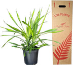 Dracaena Rikki – Live Tropical Plant in 10-Inch Grower Pot | Indoor & Outdoor Use