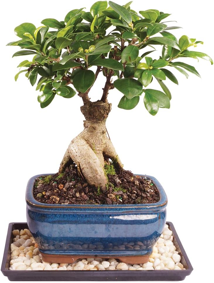 Brussel's Bonsai Live Ginseng Grafted Ficus Indoor Bonsai Tree - Small, 4 Years, 6 to 8 In - Live Bonsai Tree in Ceramic Bonsai Pot and Humidity Tray