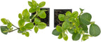 2 Live Manhattan Euonymus Plants (Euonymus Kiautschovicus ‘Manhattan’) – Evergreen Shrub for Hedges, Thriving in 2.5” Nursery Cubes