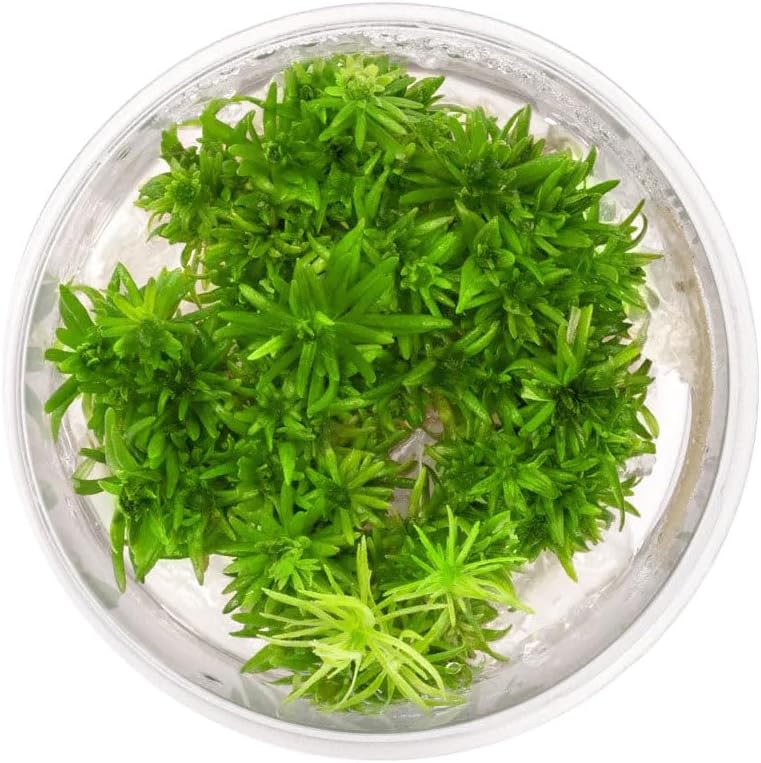 Ultum Nature Systems Live Tissue Culture - Pogostemon Erectus - Moderate - Medium to High Light - Bright Green Accent - Background - 100% Snail Free Grown in-Vitro - Regular Cup