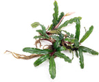 SubstrateSource Bucephalandra Catherinae Green Live Aquarium Plant - Natural Freshwater Fish Tank Decorations, Aquatic Décor - Plant (10-15 Leaves)