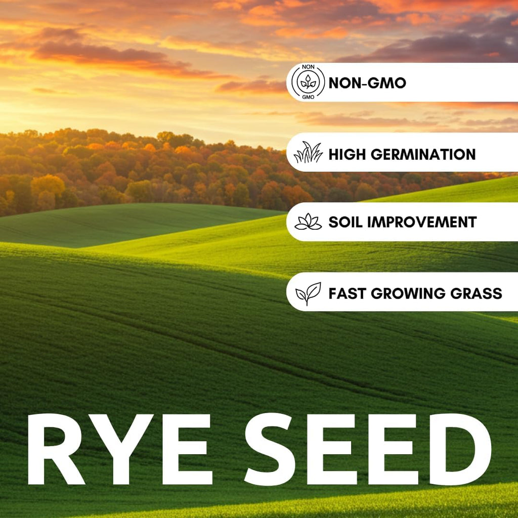 Winter Rye Seeds – Non-GMO Rye Grain Cover Crop – 25 Pound Bag for Soil Health & Weed Control