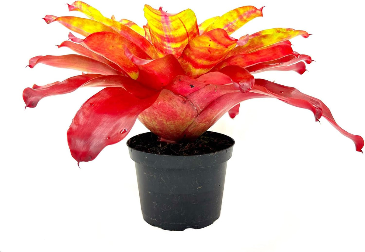 ragnaroc Live Plants – Bromeliad Neoregelia Golden Gate, 8-12" in 6" Pot - 1ct - Live Arrival Guaranteed - House Plants for Home Decor & Gift