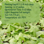 Premium Prunella Vulgaris Seeds - 700+ Non-GMO Self Heal Herb Seeds for Planting - Heirloom Medicinal Herb, Attracts Pollinators - Easy to Grow for Garden, Indoors or Outdoors (Prunella vulgaris)