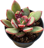 Sprout N Green Echeveria Huadan in 2 inch Starter Pot, Rare Live Succulent Plant Fully Rooted with Soil, Home Office Indoor Outdoor Wedding Decoration DIY Projects Party Favor