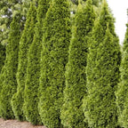 Ten Pack of Emerald Arborvitaes - Evergreen Privacy Hedge - 10 Live Plants Shipped 1 to 2 Feet Tall by DAS Farms (No California)