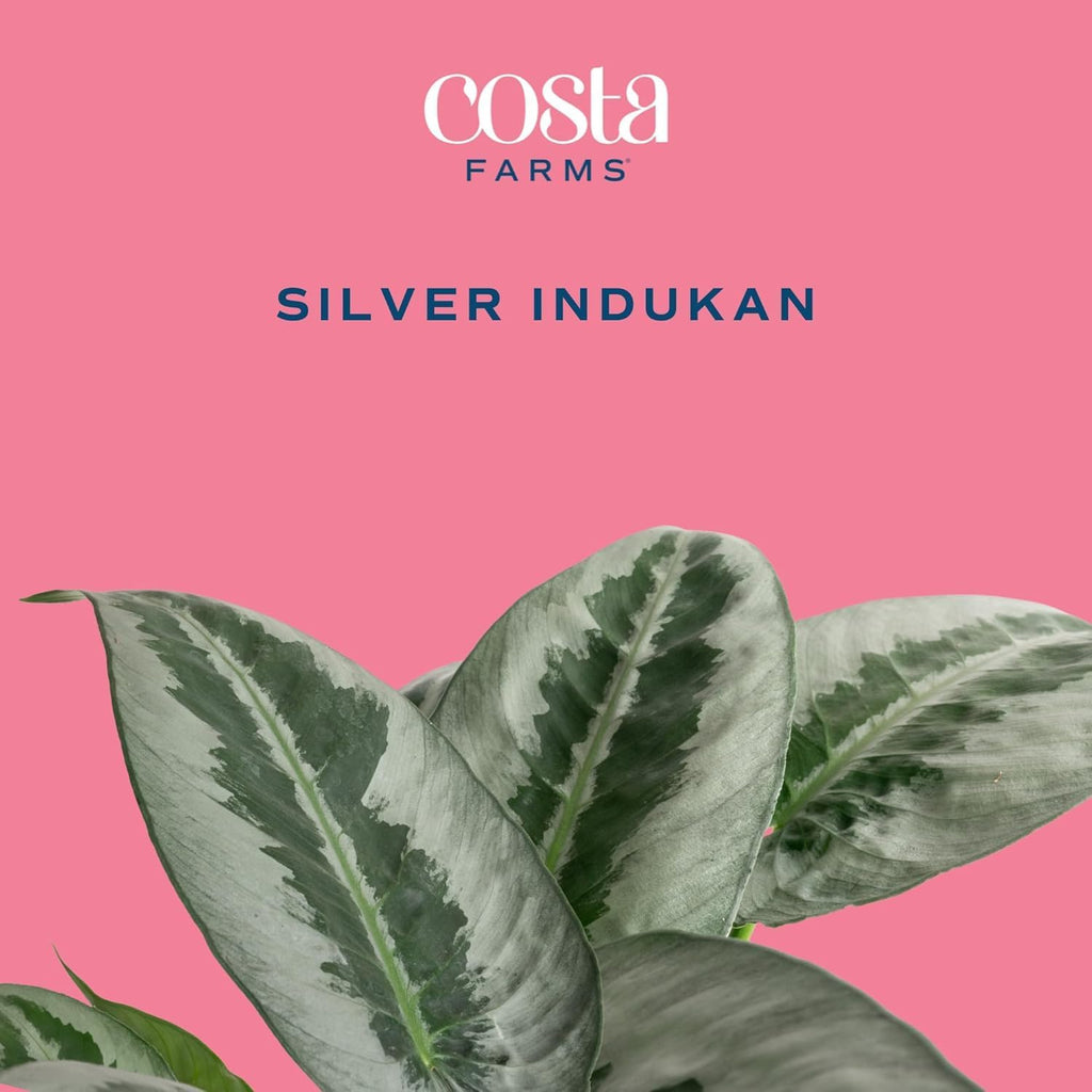 Costa Farms Silver Indukan Live Plant, Rare Unique Live Indoor Plant in 6-Inch Self-Watering Houseplant Pot, Potting Soil, Trending Tropicals Collection, Room and Home Decor