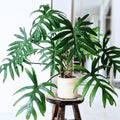 2 Green Philodendron Live Plant 5-9" Tall, Rare Tropical Indoor Houseplant Home Garden
