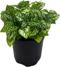 BubbleBlooms White Hypoestes Phyllostachya in a 4 inch Pot Polka Dot Flamingo Plant