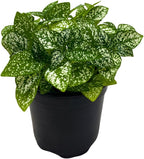 BubbleBlooms White Hypoestes Phyllostachya in a 4 inch Pot Polka Dot Flamingo Plant