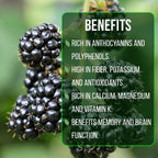 BlackBerry Plant Kiowa (4 Pack) | Live Fruit Plant for Planting | Extra-Large, Juicy & Sweet Berries | Thorny & High-Yielding Variety | Perfect for Fresh Eating, Jams & Organic Gardening