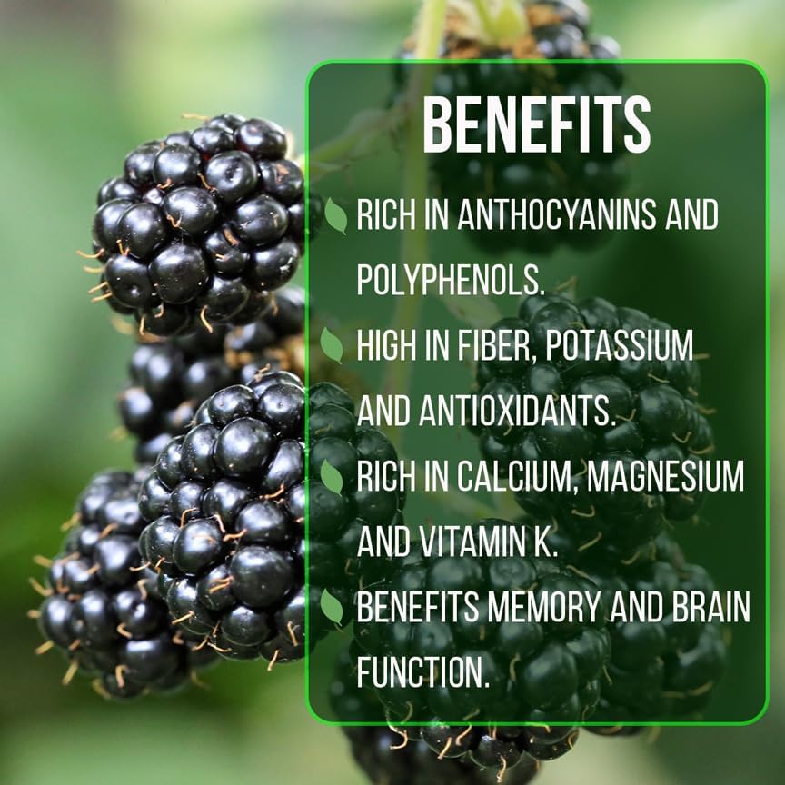 BlackBerry Plant Kiowa (4 Pack) | Live Fruit Plant for Planting | Extra-Large, Juicy & Sweet Berries | Thorny & High-Yielding Variety | Perfect for Fresh Eating, Jams & Organic Gardening