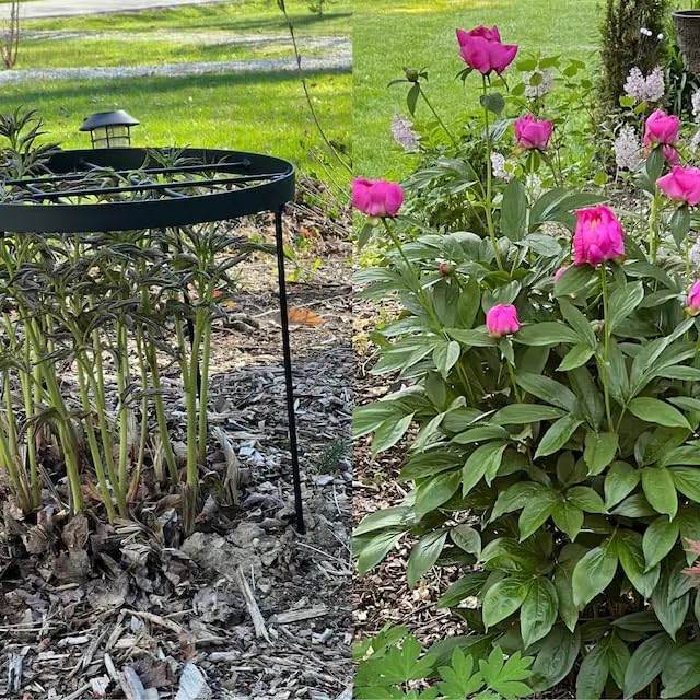 Goooxim Large Peony Cage & Plant Support Ring, 18.9" x 23.6" Round Metal Flower Stakes