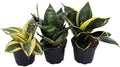 Birdsnest Snake Plant Collection - Sanseveria - 3 Plants Growing in 2" pots