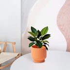 LB Orange Ceramic Planters for Indoor Plants, Succulent Plant Pots Ceramic Flower Pots, Modern Plant Pot for Living Room Office Home Decor, Round Flower Pot of 4.3 Inch(Plant Not Included)
