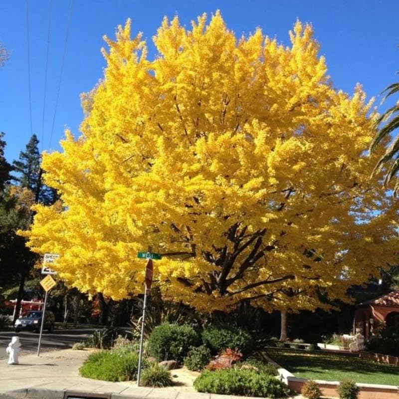 Ginkgo Tree Live Plant in Quart Pot, Well Rooted Ginkgo Tree Plant Live, Ready to Grow, 1-2 Year Old Ginkgo Tree