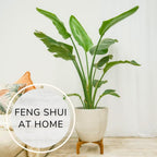 Bird of Paradise Plants Live (4-Pack), Strelitzia Plants with Perennial Orange (2) and White (2) Flowers, Indoor/Outdoor Plants, Exotic Tropical Decor, Not Artificial, 6-10" Height. 2" Pot.