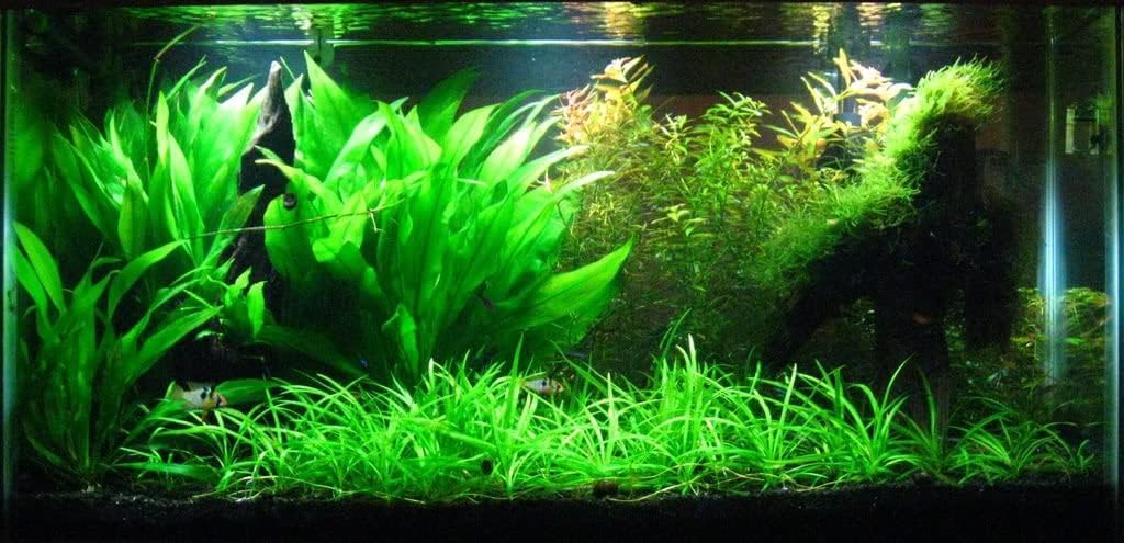 Potted Live Aquarium Plants | Freshwater Aquatic Plants for Aquariums (Amazon Sword, 5 Pack)