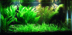 Potted Live Aquarium Plants | Freshwater Aquatic Plants for Aquariums (Amazon Sword, 5 Pack)