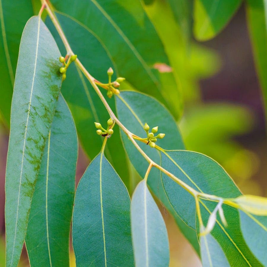 Park Seed Grow Your Own Eucalyptus Seeds Plant, Perfect for Indoor Growing and Spring Garden, Lemon Bush, Pack of 15