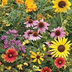 Bentley Pollination Celebration Wildflower Seed Packets, Non-GMO, Uncoated Flower Mix for Planting, Beautiful Garden Gift