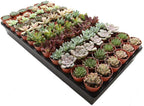 1.75" Mini Succulent Assortment (72 Pack)