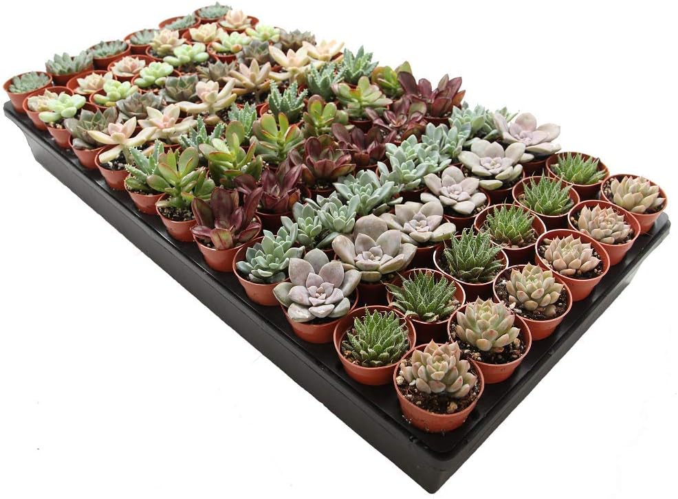 1.75" Mini Succulent Assortment (72 Pack)