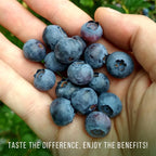 Pink Lemonade Blueberry (Reka)