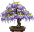 Chinese Wisteria Bonsai Tree Seedling for Planting - 1 Year Old Well Rooted Seedling - Fast-Growing Ornamental Tree with Violet-Purple Flowers and Fragrant Sweet Scent