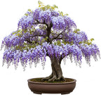 Chinese Wisteria Bonsai Tree Seedling for Planting - 1 Year Old Well Rooted Seedling - Fast-Growing Ornamental Tree with Violet-Purple Flowers and Fragrant Sweet Scent
