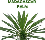BubbleBlooms Madagascar Palm, Pachypodium Lamerei, in a 4 inch Pot