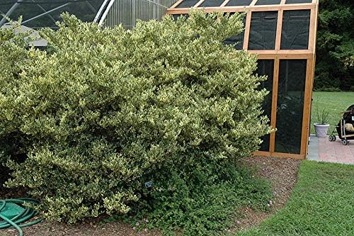 Ligustrum Japonicum Jack Frost Privet - 3 Live Plants - Variegated Evergreen Hedge