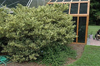 Ligustrum Japonicum Jack Frost Privet - 10 Live Plants - Variegated Evergreen Hedge