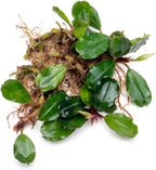 SubstrateSource Bucephalandra Brownie Athena Live Aquarium Plant - Natural Freshwater Fish Tank Decorations, Aquatic Décor - Plant (10-15 Leaves)