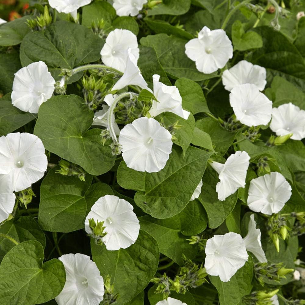 Outsidepride Ipomoea Alba Moonflower Seeds – 1/4 lbs. Annual, Vining Flower Seeds for Planting, Fragrant Night-Blooming Climbers for Trellises, Moon Gardens, Night Pollinators & Outdoor Landscapes