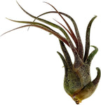 ragnaroc Air Plants - Tillandsia Pruinosa, Large 3-5" - 1ct - Live Arrival Guaranteed - House Plants for Home Decor & Gift