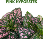 BubbleBlooms Pink Hypoestes Phyllostachya in a 4 inch Pot Polka Dot Flamingo Plant