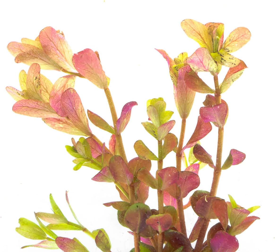 SubstrateSource Live Aquarium Stem Plants - Freshwater Aquatic Plant for Fish Tanks, Aquascaping - (Rotala Rotundifolia Orange Juice, 1 Bunch)