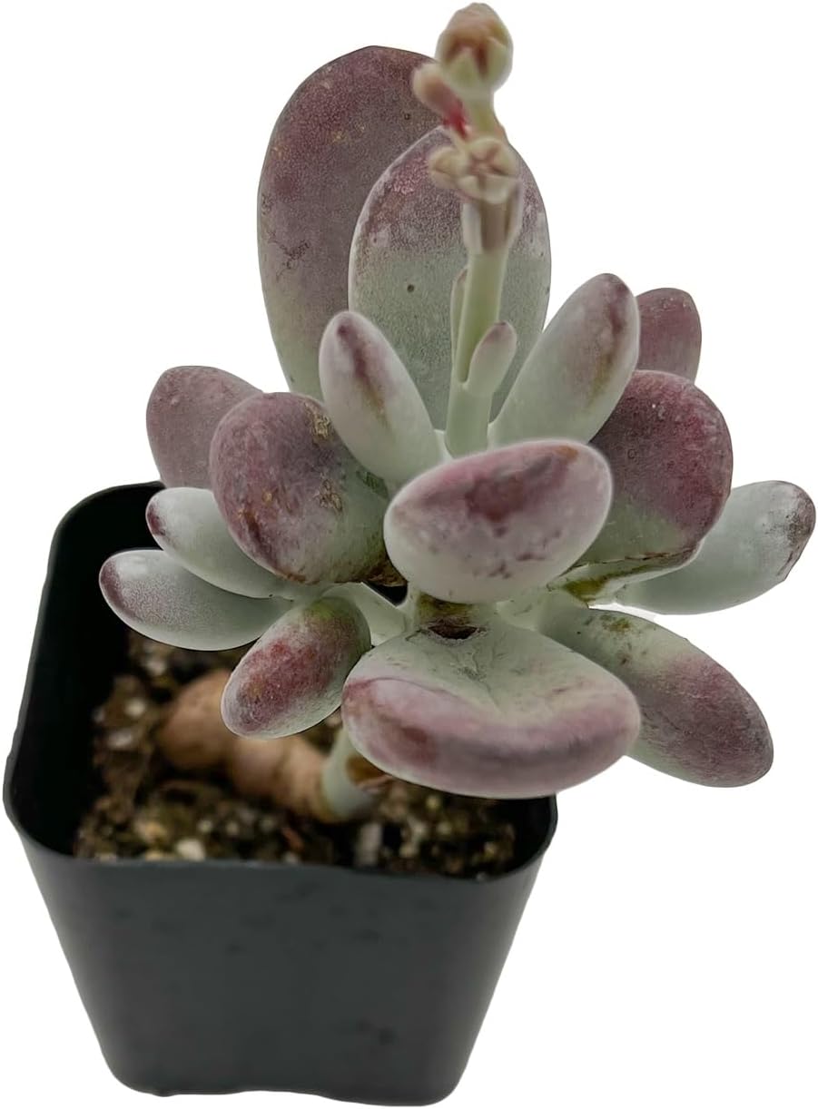 Sprout N Green Cotyledon Orbiculata cv., Rare Live Succulent Plant Fully Rooted in 2" Planter with Soil, Home Office Indoor Outdoor Wedding Decoration DIY Projects Party Favor