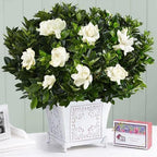 Gardenia Mystery - Gardenia Jasminoides. Hardy Evergreen Shrub with Large, Sweetly Fragrant White Flowers, Ideal for Landscaping and Container Gardening (2 Gardenia Mystery Plants in Cup)