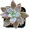 Sprout N Green Golden Sedum | Sedum adolphi, Mini Live Succulent Fully Rooted in 2 inch Starter Pot with Soil Mix, House Plant for Home Office Wedding Decor Party Favor