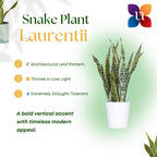 United Nursery Live Snake Plant, Sansevieria Trifasciata Laurentii, Variegated Snake Plant, 2-3 ft. Tall Mother in Laws Tongue House Plant for Indoor and Outdoor (Cream Decor Pot)